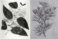 Banisteriopsis caapi (left) and Peganum harmala (right)
